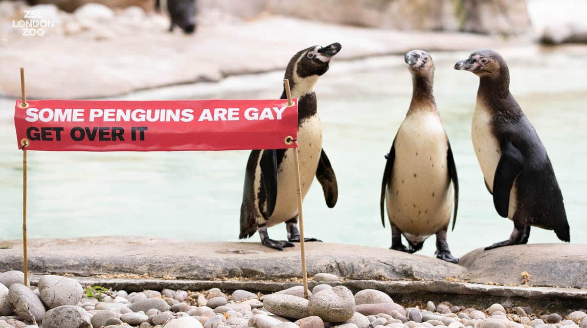 伦敦动物园超帅气用标语支持同志:「有些企鹅就是GAY,接受吧!」-NICEGAY