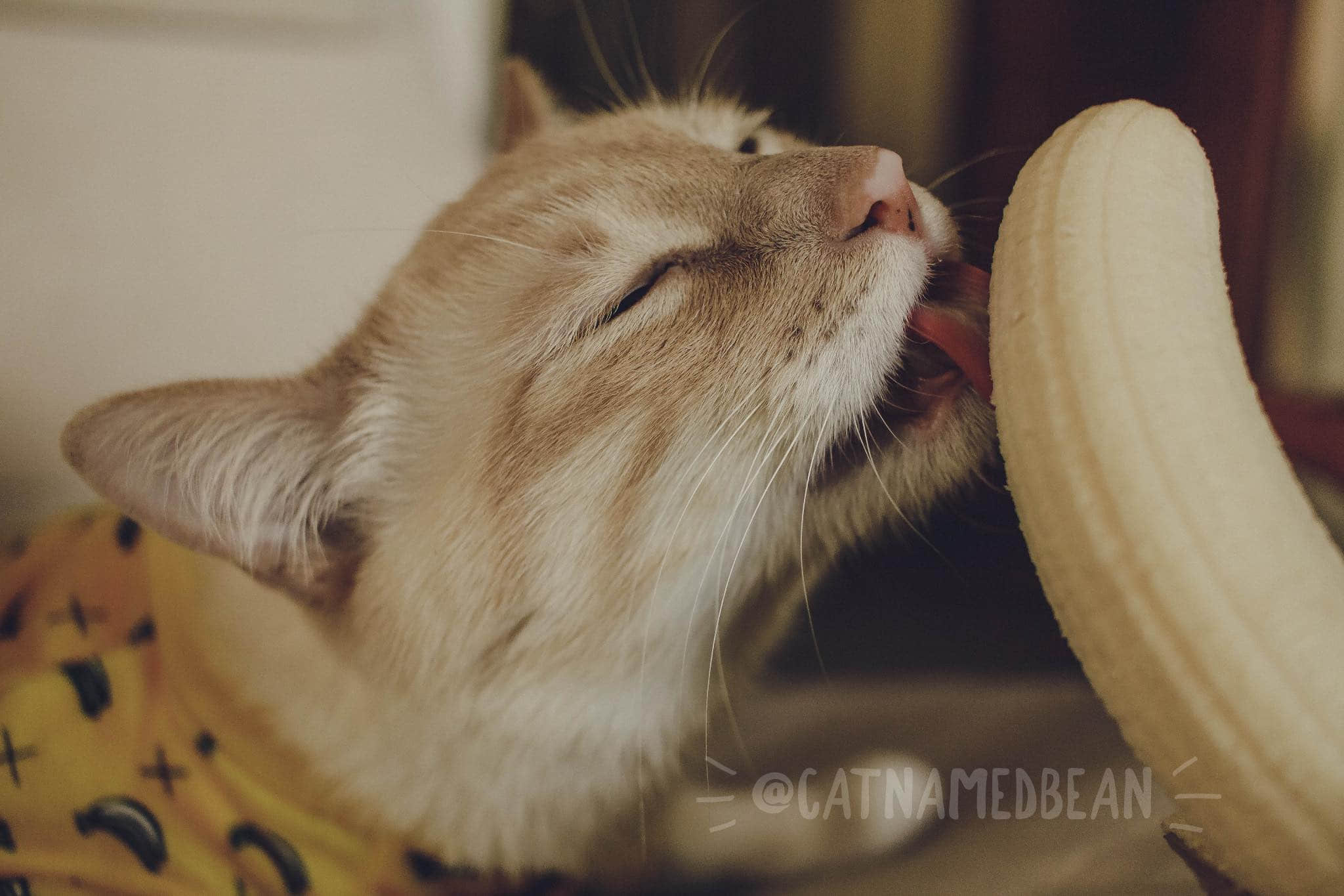 啊嘶~那边不可以！猫猫坏坏舔蕉蕉 -3