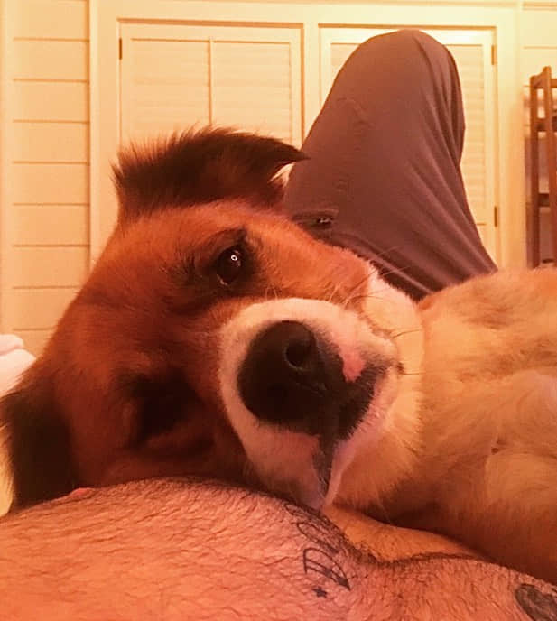 美国队长狂晒爱犬 百万按赞让人也好想当他的小狼狗 -2 美国队长狂晒爱犬 百万按赞让人也好想当他的小狼狗-NICEGAY