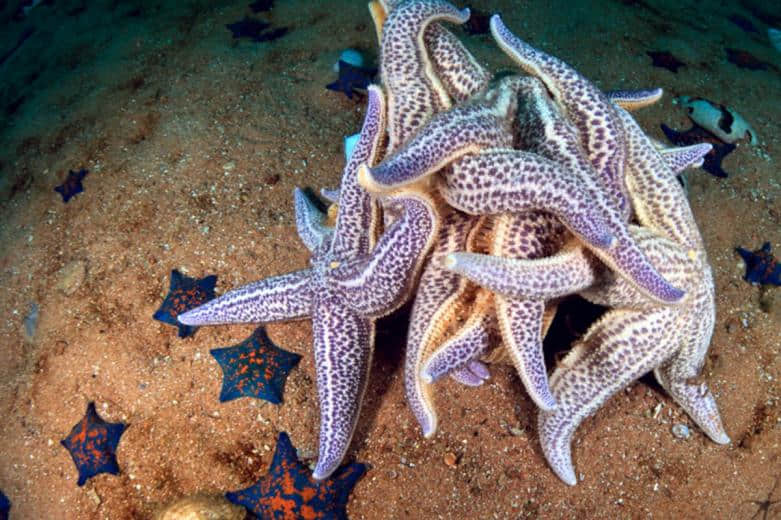 海星也爱同性恋?冒着被吃也要做爱做的事生物大揭密 -1 海星也爱同性恋?冒着被吃也要做爱做的事生物大揭密-NICEGAY