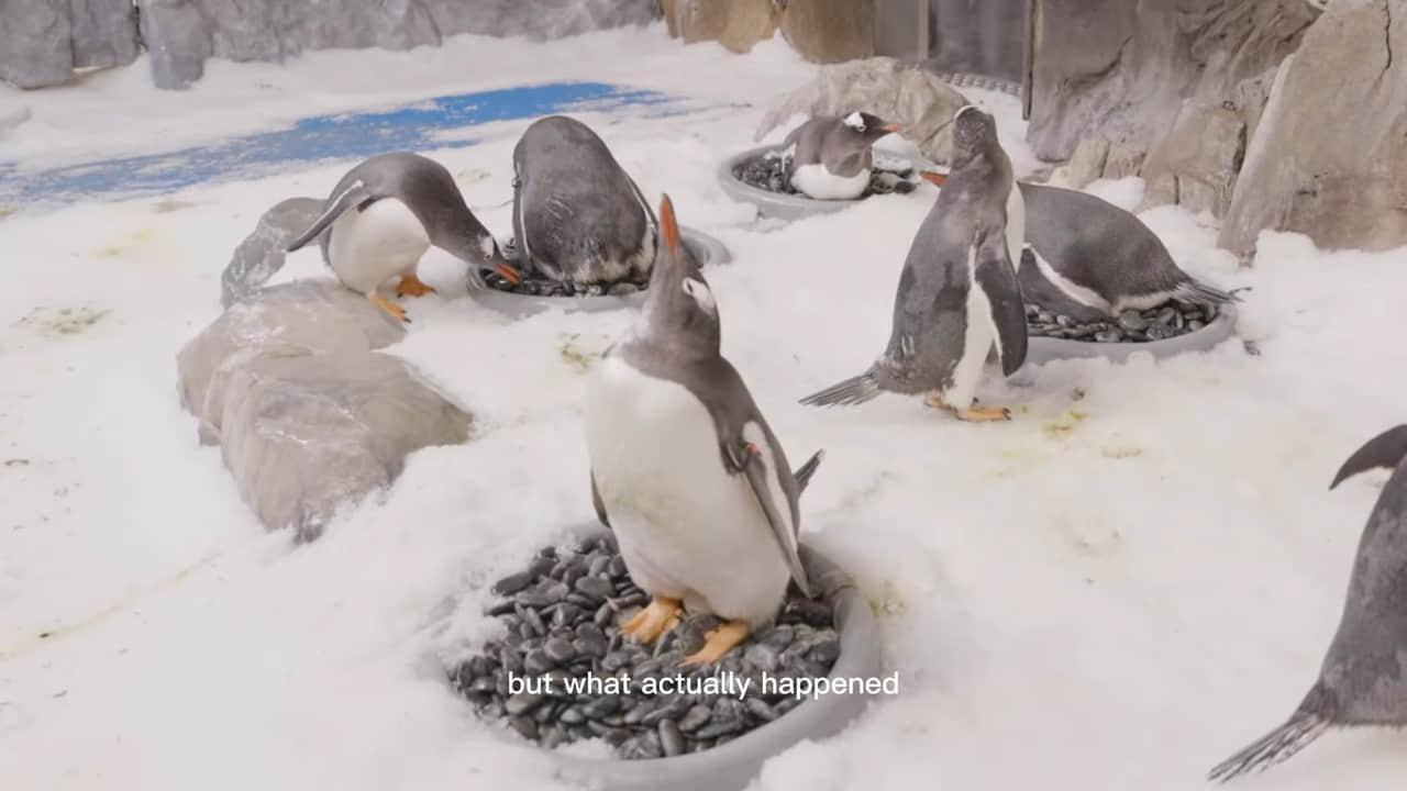 動物界同志比例最高的物種竟是企鵝! 澳洲動物園「贈蛋」助企鵝夫夫成家-NICEGAY
