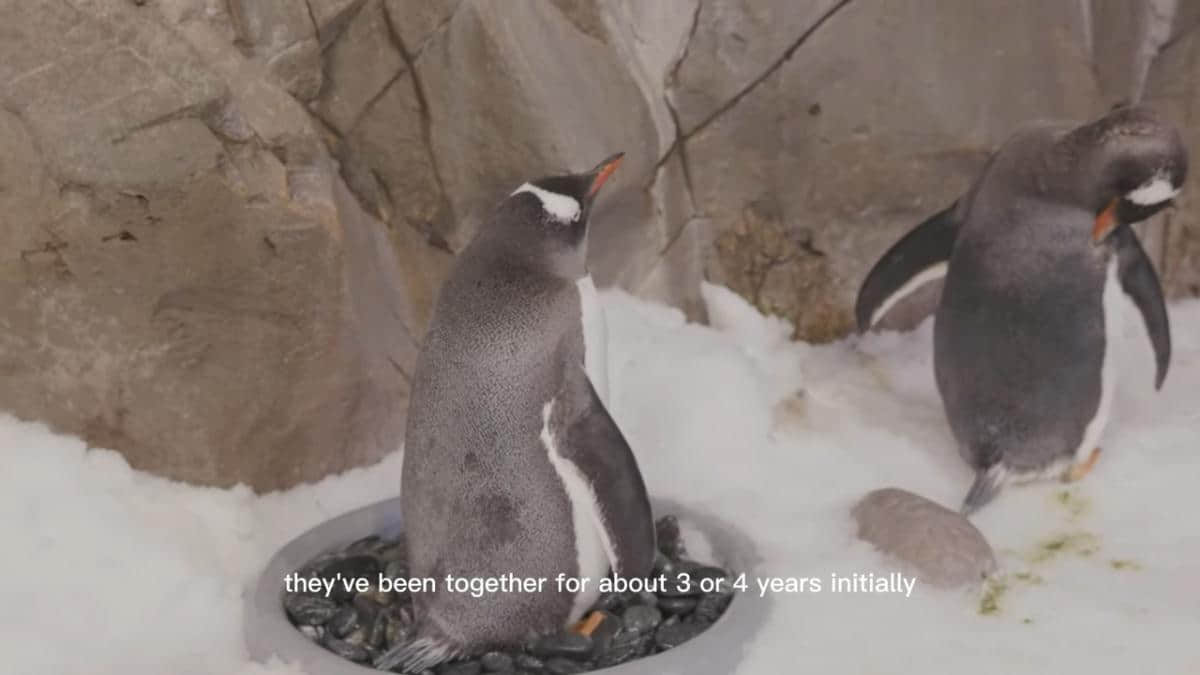 動物界同志比例最高的物種竟是企鵝! 澳洲動物園「贈蛋」助企鵝夫夫成家-NICEGAY