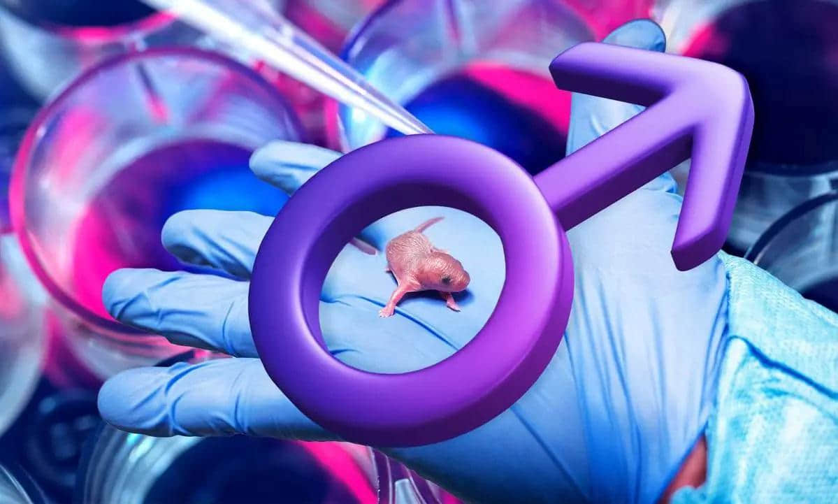 基因工程大突破! 科學家成功以「兩隻雄鼠」基因生出小鼠-NICEGAY