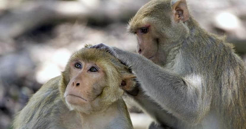 科學研究:同性愛愛好處多,公獼猴多為雙性戀且熱愛「蕉流」!-NICEGAY