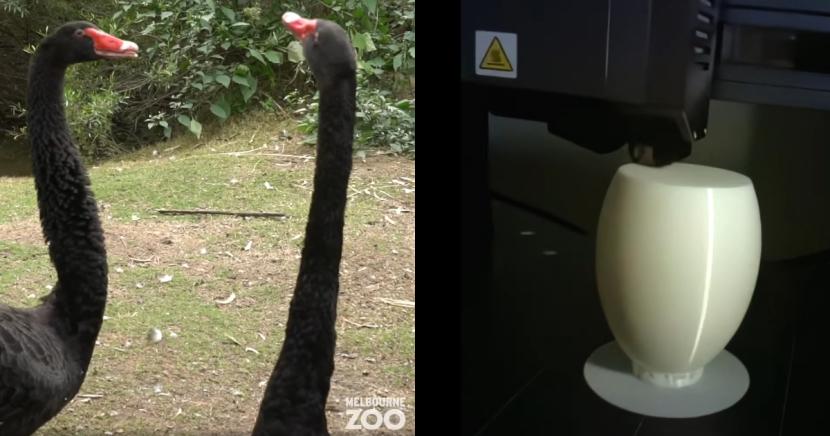 澳洲動物園贈「3D 列印蛋」助天鵝夫夫成家!-NICEGAY